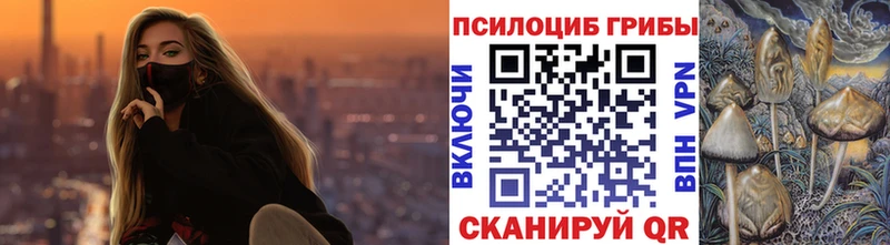закладка  Новосибирск  Галлюциногенные грибы Psilocybine cubensis 